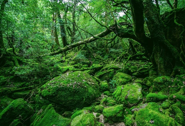 翠景