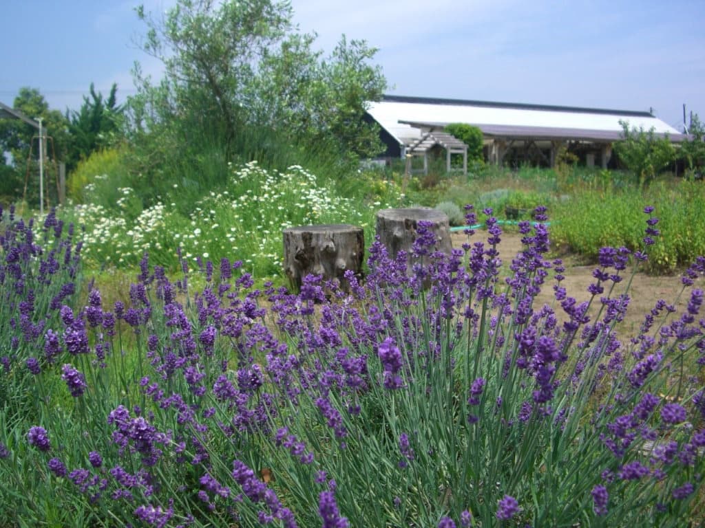 Kujukuri Herb Garden