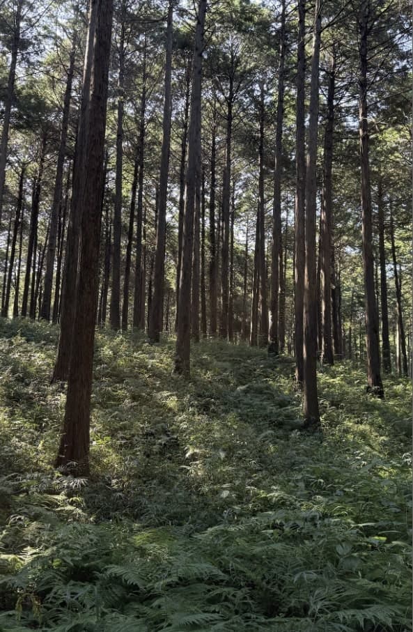 千葉キャンプ場 Render Fika Sammu の森風景